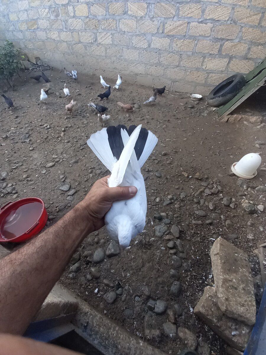 Göyərçinlər — Quşlar, Gəncə (2)