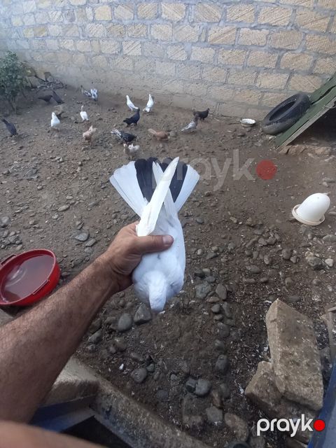 Göyərçinlər — Gəncə