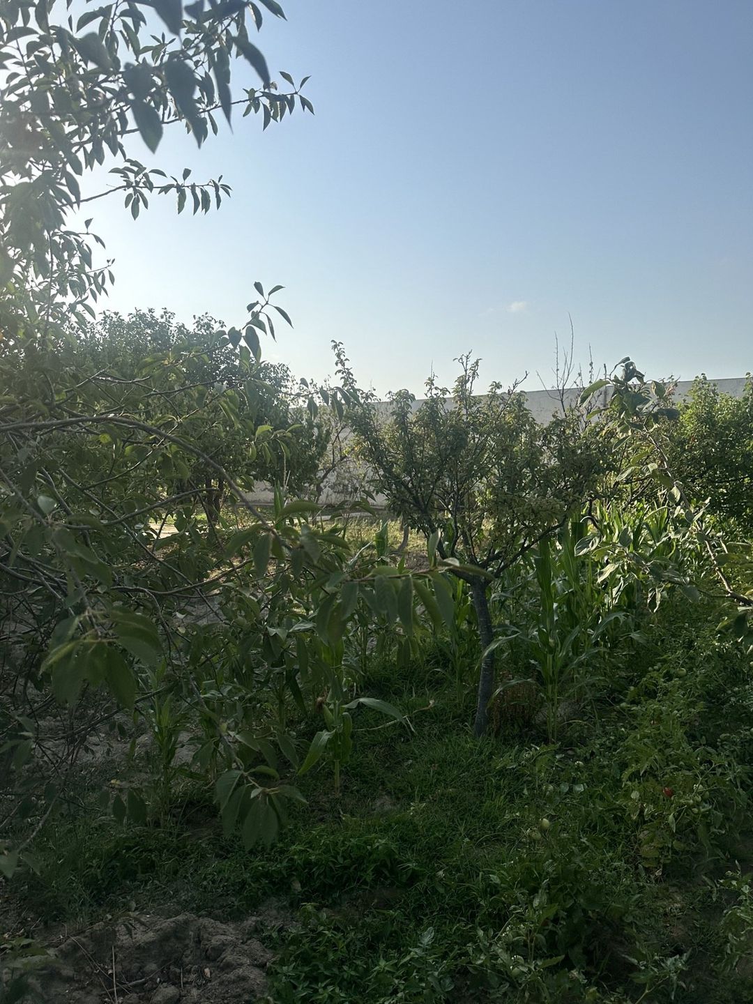 Satılır torpaq 3 sot — Torpaq, Bakı (3)