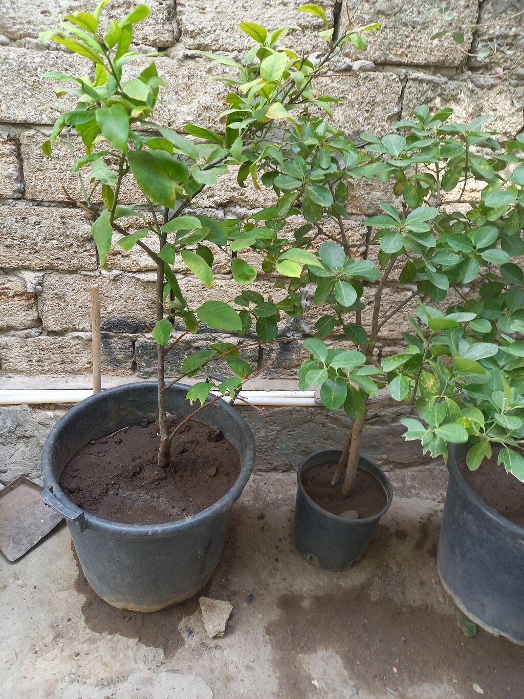 Limon agaci 2 eded. Birinin ustunde 1 eded limon var sekilde — Bitkilər, Bakı (2)