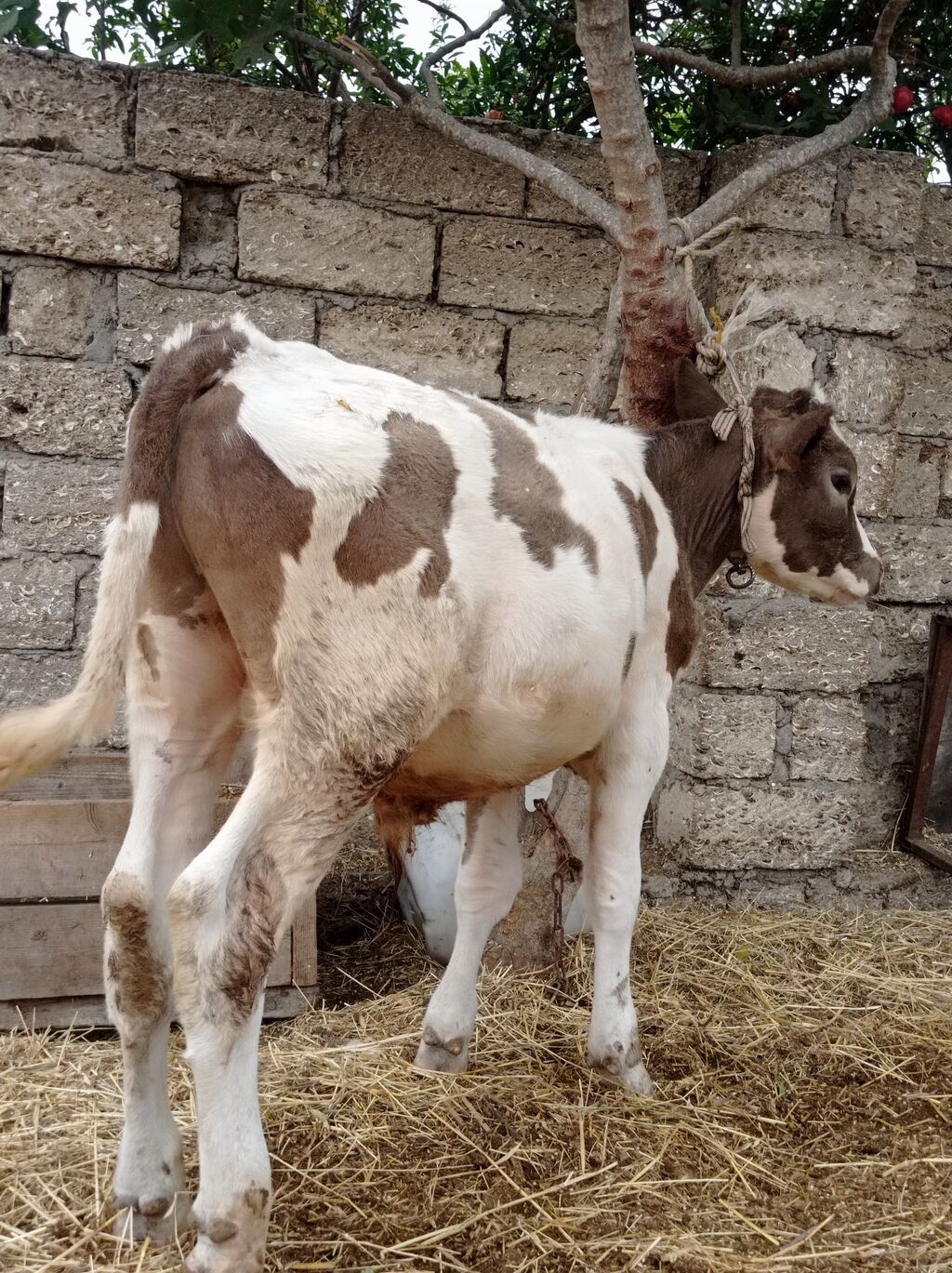 Bir Erkey bir dişisi Erkey 6aylıqdı dişi smental arginal avsdralyadı — Heyvanlar, Digah (2)