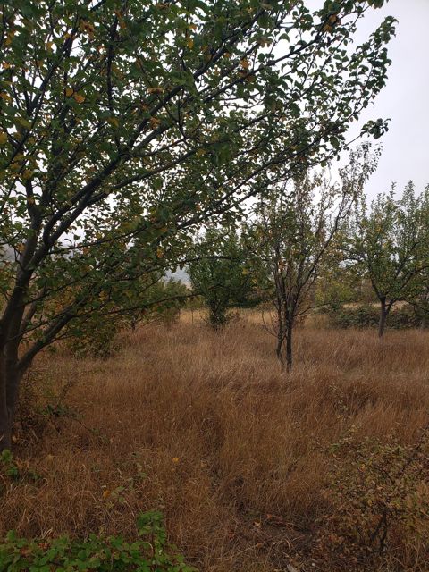 Satılır torpaq 30 sot — Şamaxı