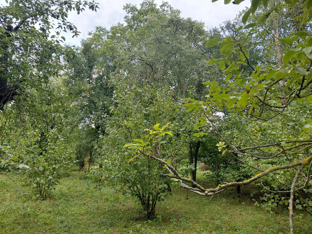Satılır torpaq 29 sot — Torpaq, Quba (9)
