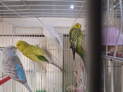 5 eded papukaydi 3disi 1erkey bir eded bala balanin bir ayaǧinda — Masazır