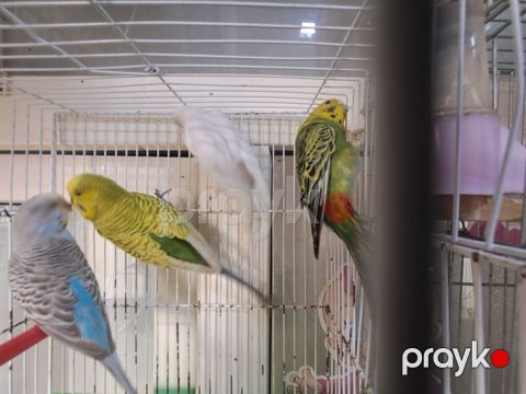 5 eded papukaydi 3disi 1erkey bir eded bala balanin bir ayaǧinda — Masazır