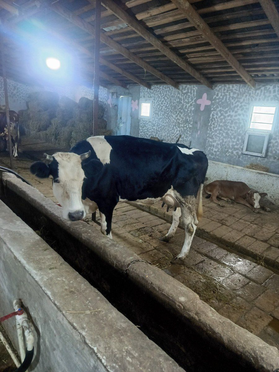 İnəklər — Heyvanlar, Bakı (4)