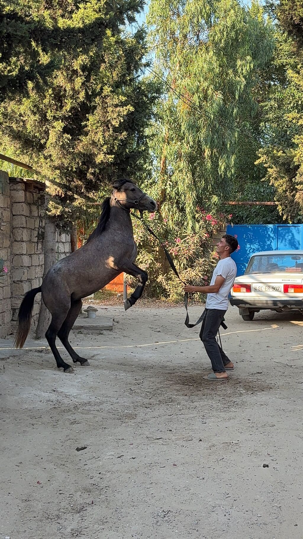 Dişi, il: 2, Ünvandan götürmə — Atlar, Digah (4)