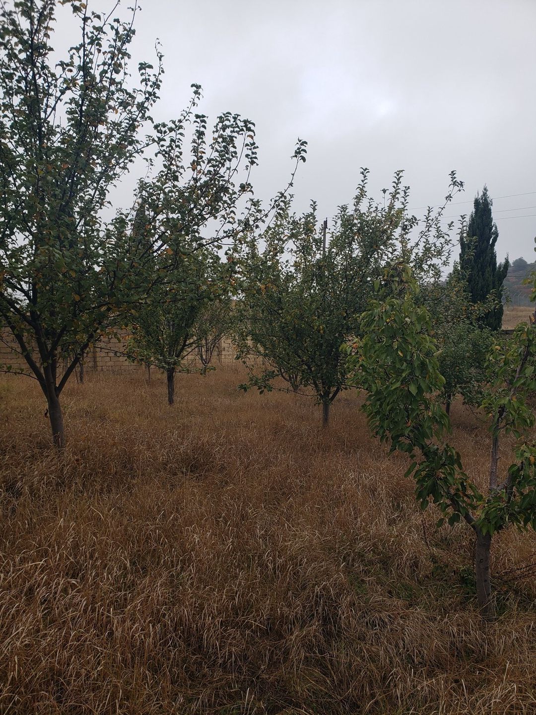 Satılır torpaq 30 sot — Torpaq, Şamaxı (7)