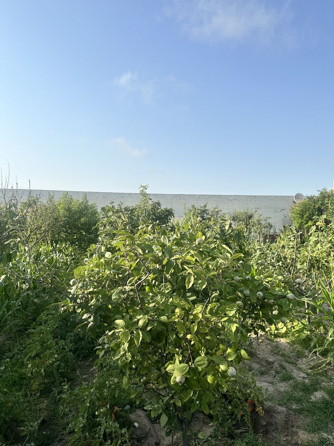 Satılır torpaq 3 sot — Torpaq, Bakı (4)