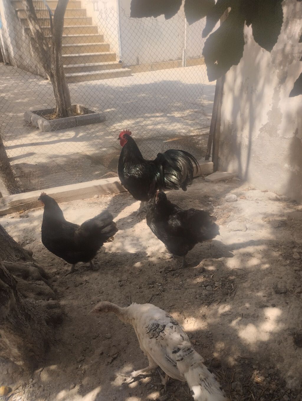 Toyuq, Australorp, Damazlıq, Ünvandan götürmə — Heyvanlar, Bakı (2)