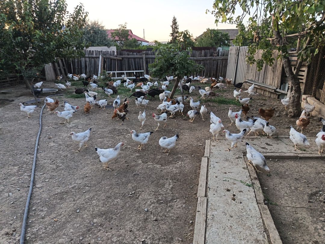 Serebrist fərə və xoruzlar — Quşlar, Hacıqabul (4)