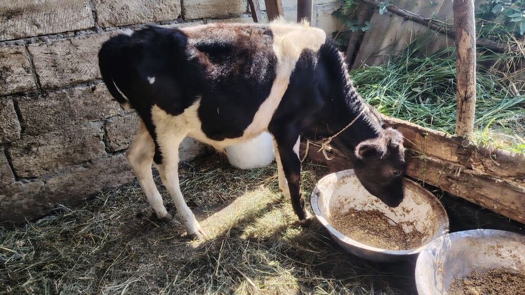 2 dənə erkəy danalar.Qiymət cütünə aiddir.Razılaşma yolu var — Heyvanlar, Xudat (4)