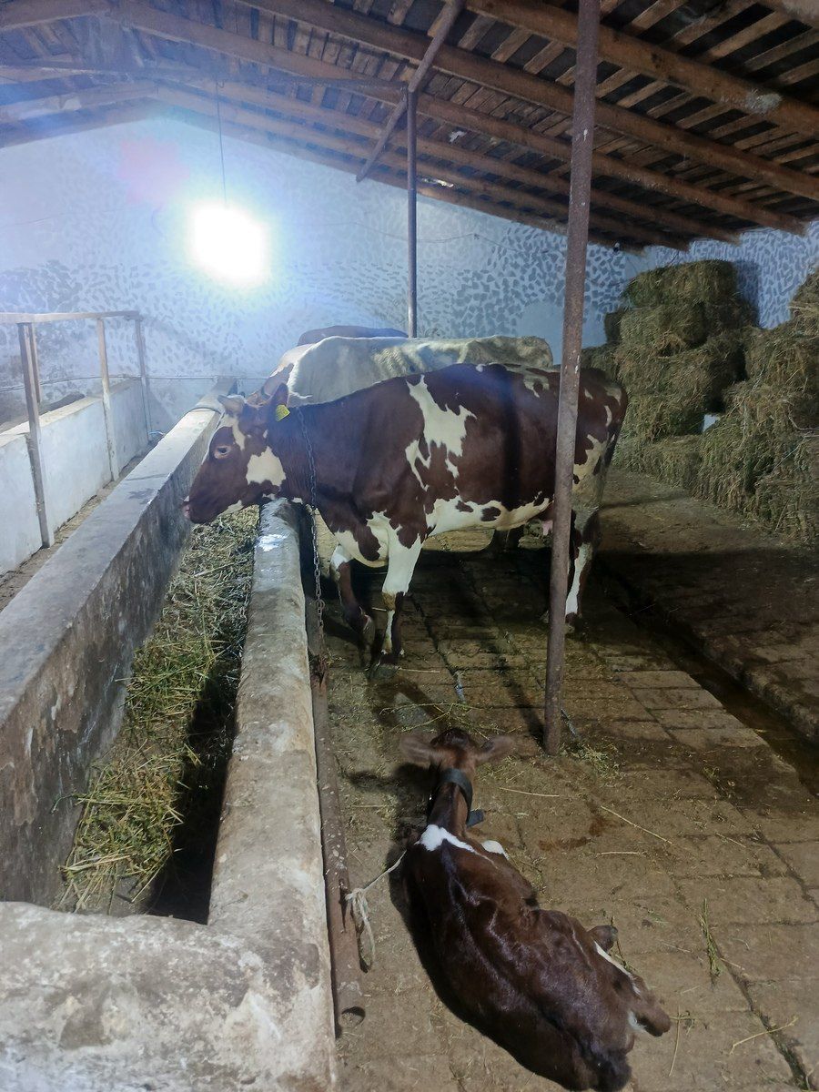 İnəklər — Heyvanlar, Bakı (3)