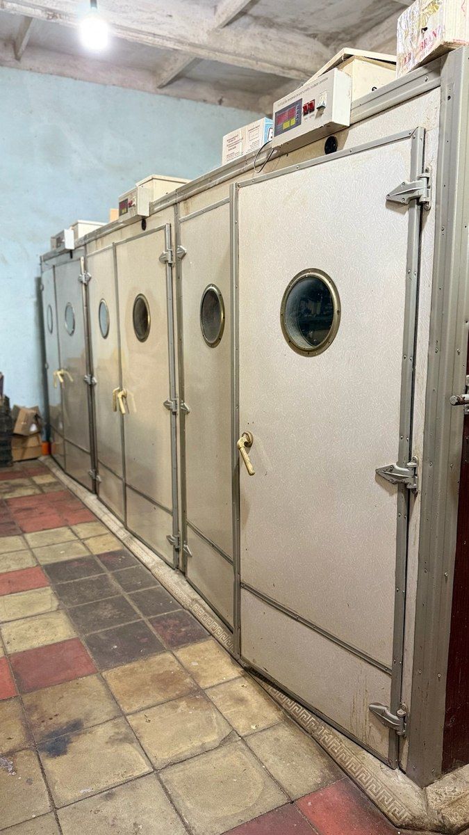 İnkubator aparatı — Biznes və avadanlıq, Masallı (8)