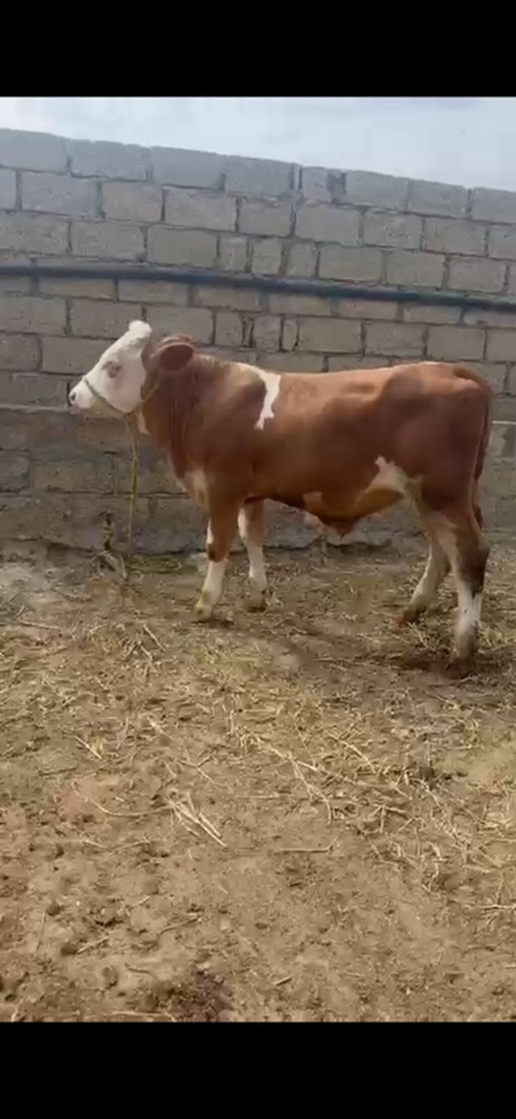 Erkək simmental dana İki baş təmiz qan erkək simmental dana satılır — Heyvanlar, Sumqayıt (6)