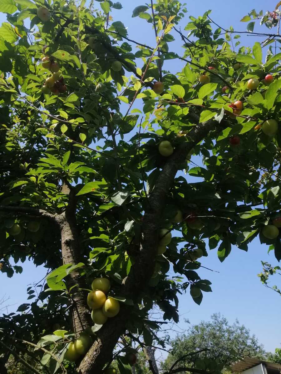 Satılır torpaq 12 sot — Torpaq, Xaçmaz (6)