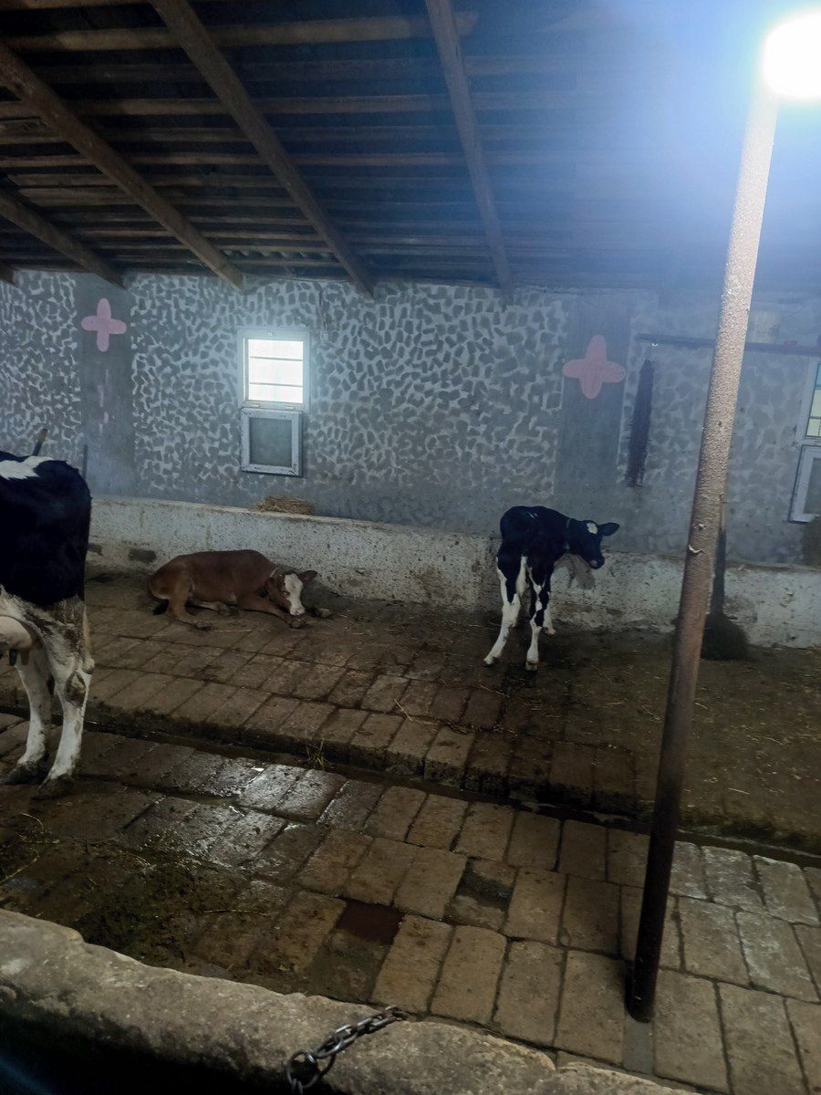 İnəklər — Heyvanlar, Bakı (5)
