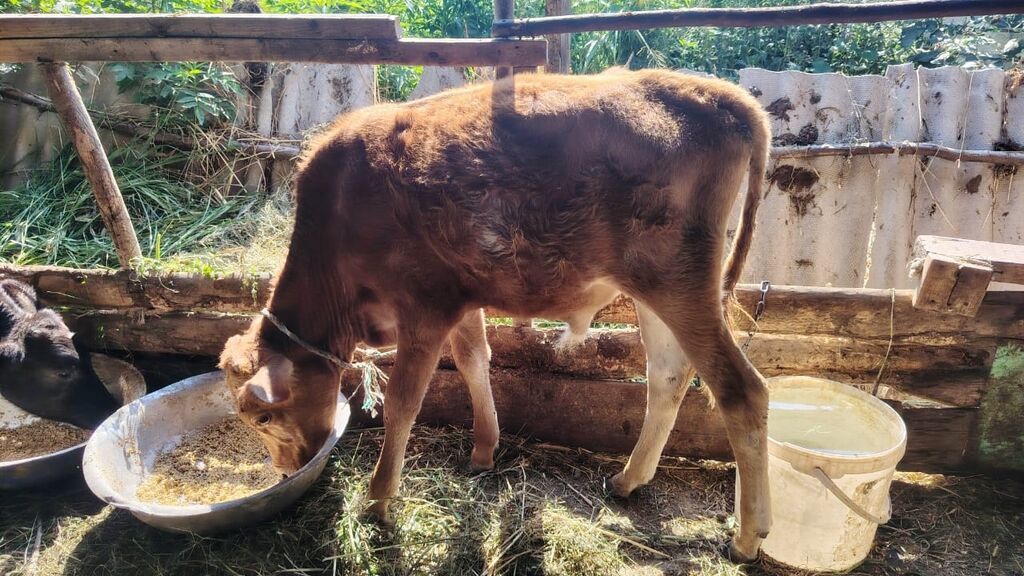 2 dənə erkəy danalar.Qiymət cütünə aiddir.Razılaşma yolu var — Heyvanlar, Xudat (5)