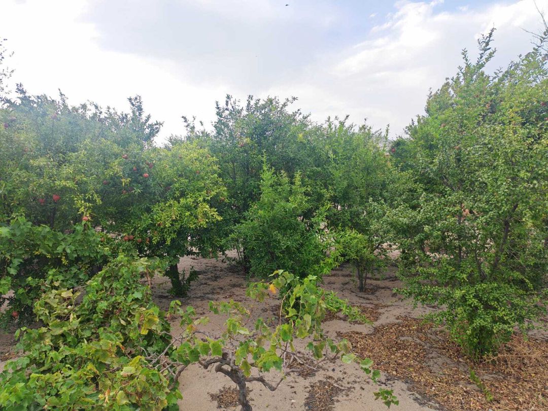 Satılır torpaq 3 sot — Torpaq, Bakı (8)