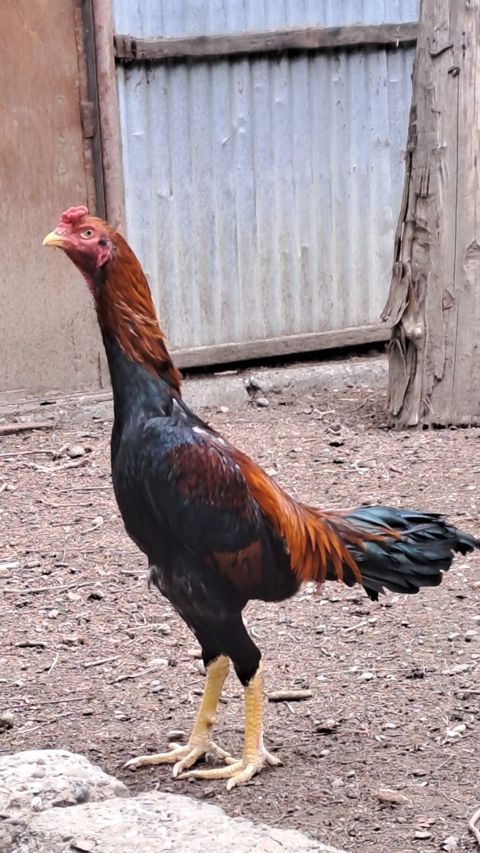Toyuq, Damazlıq — Gəncə