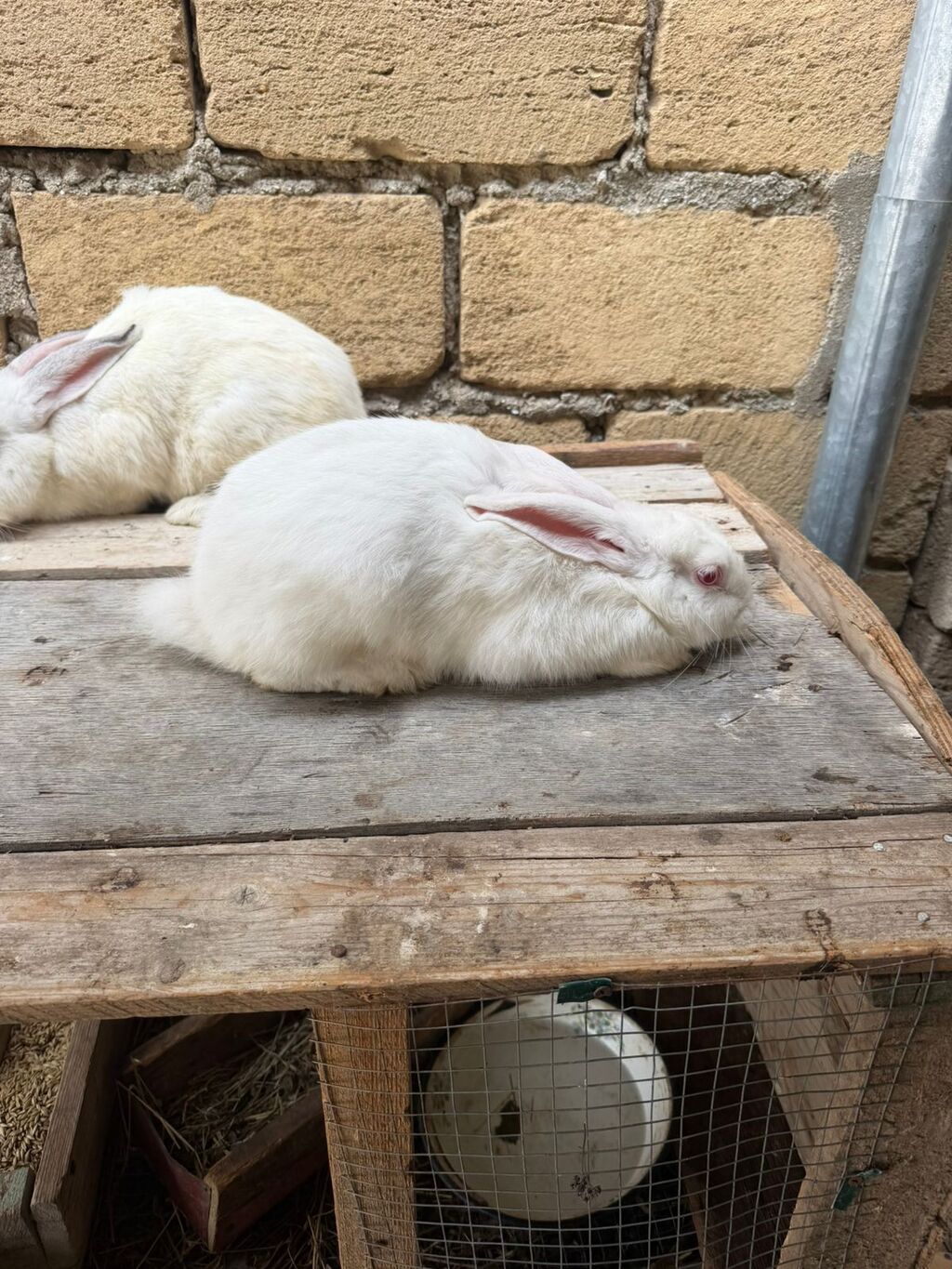 Ağ rəngli dovşanlar – 2 baş - Cins: ehtimalən Yeni Zelandiya ağ tipli — Dovşanlar, Sumqayıt (4)