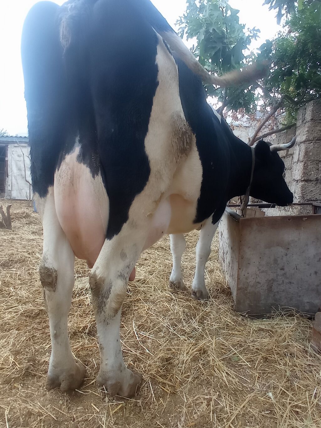 Təzə doğub 3 qarına balası super heyvandı öz qapı malimdı sudu 20 — Heyvanlar, Digah