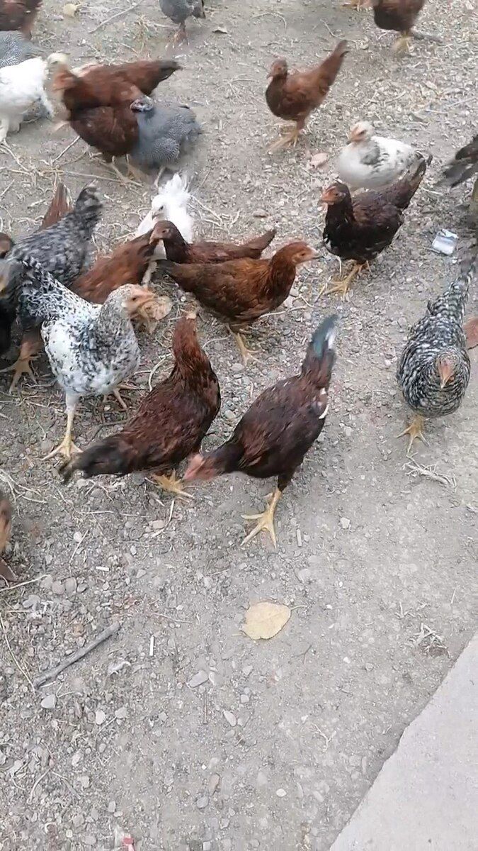 Toyuq — Quşlar, Xaçmaz (5)
