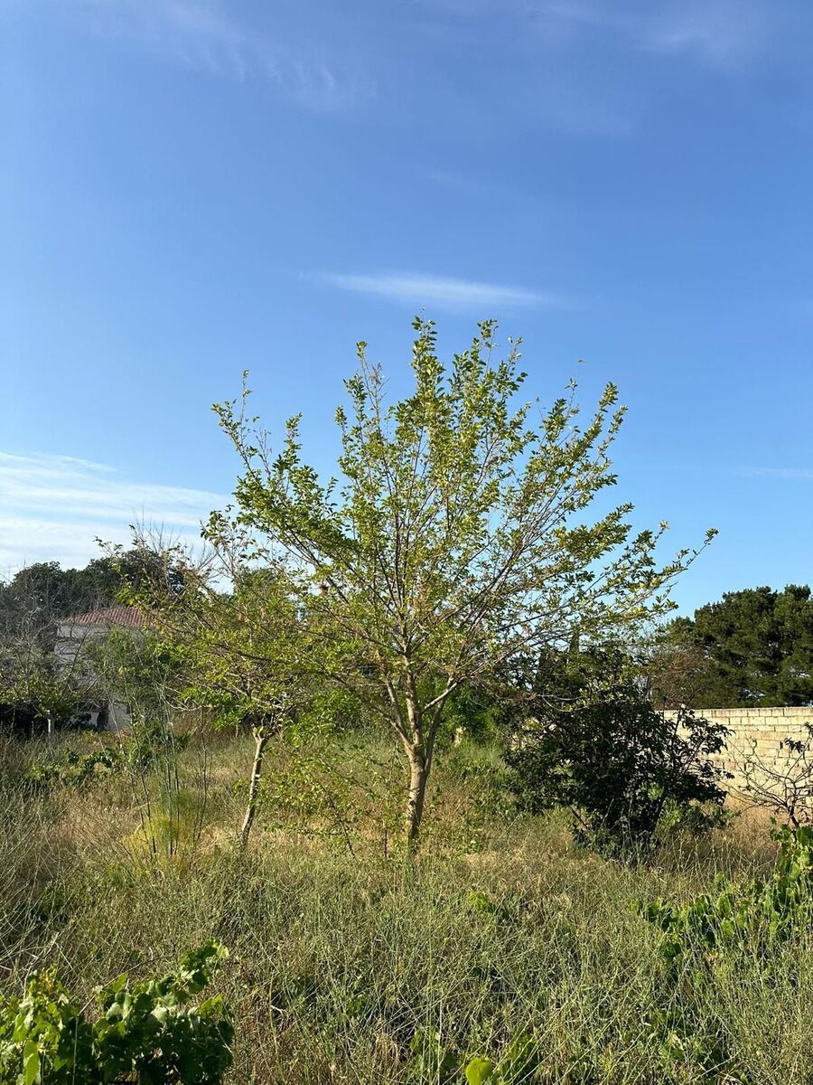 Satılır 7 otaqlı həyət evi/bağ evi 160 m² — Ev, villa, Bakı (9)