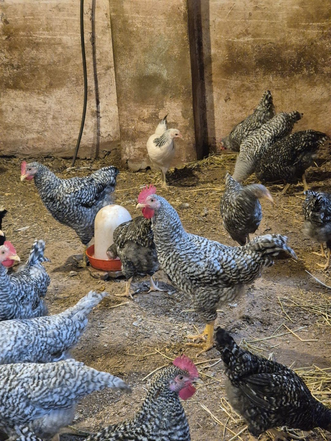 Xarkov xoruzlari — Quşlar, Bakı (2)