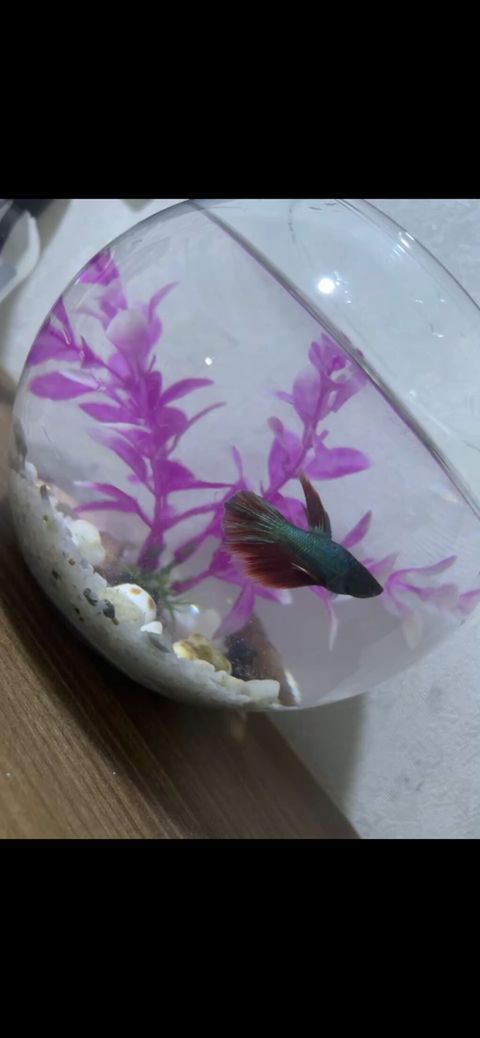 Akvarium: 30 litr həcmində, ideal vəziyyətdə.Balıqlar: 29 ədəd canlı — Bakı