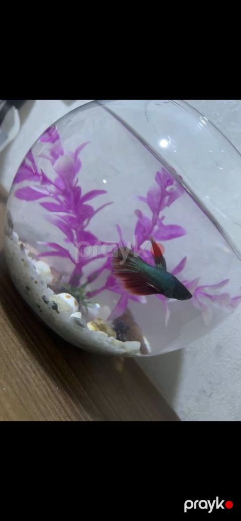 Akvarium: 30 litr həcmində, ideal vəziyyətdə.Balıqlar: 29 ədəd canlı — Bakı