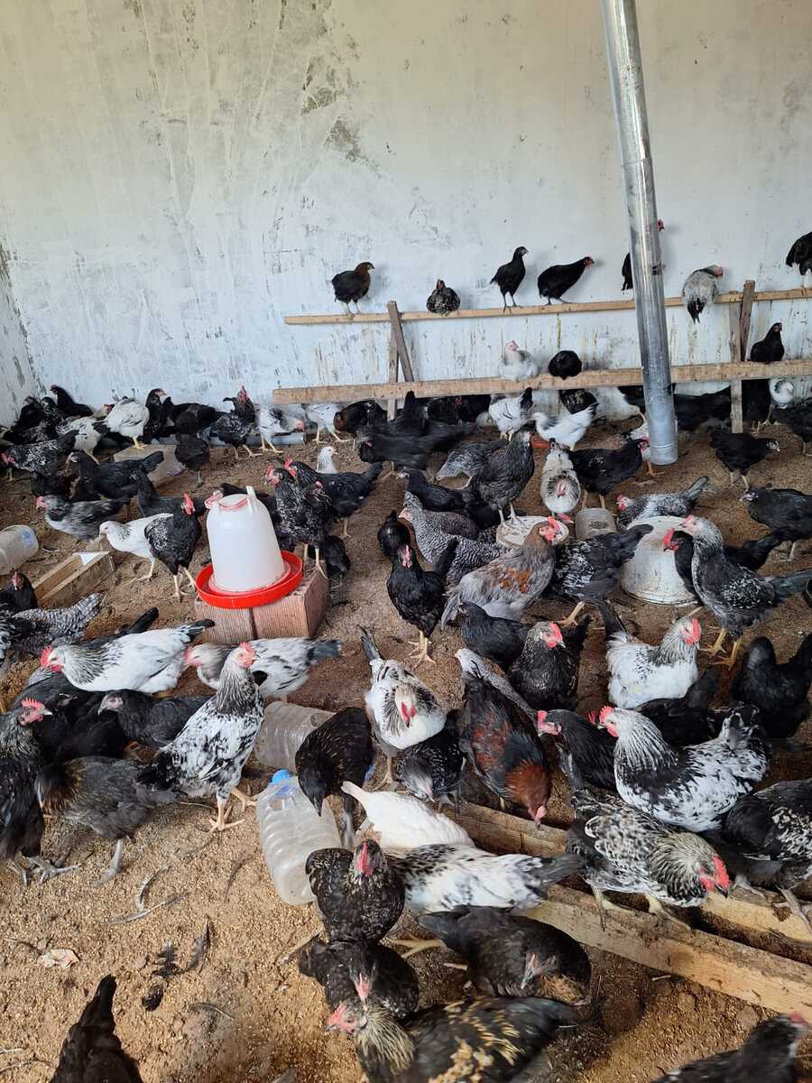 Ataks və F6 fərələri — Quşlar, Sumqayıt (2)