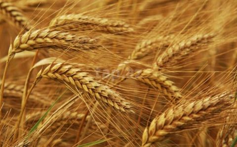 Hazır kisədə arpa satılır 1 ton — Quba