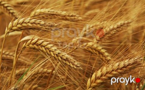 Hazır kisədə arpa satılır 1 ton — Quba