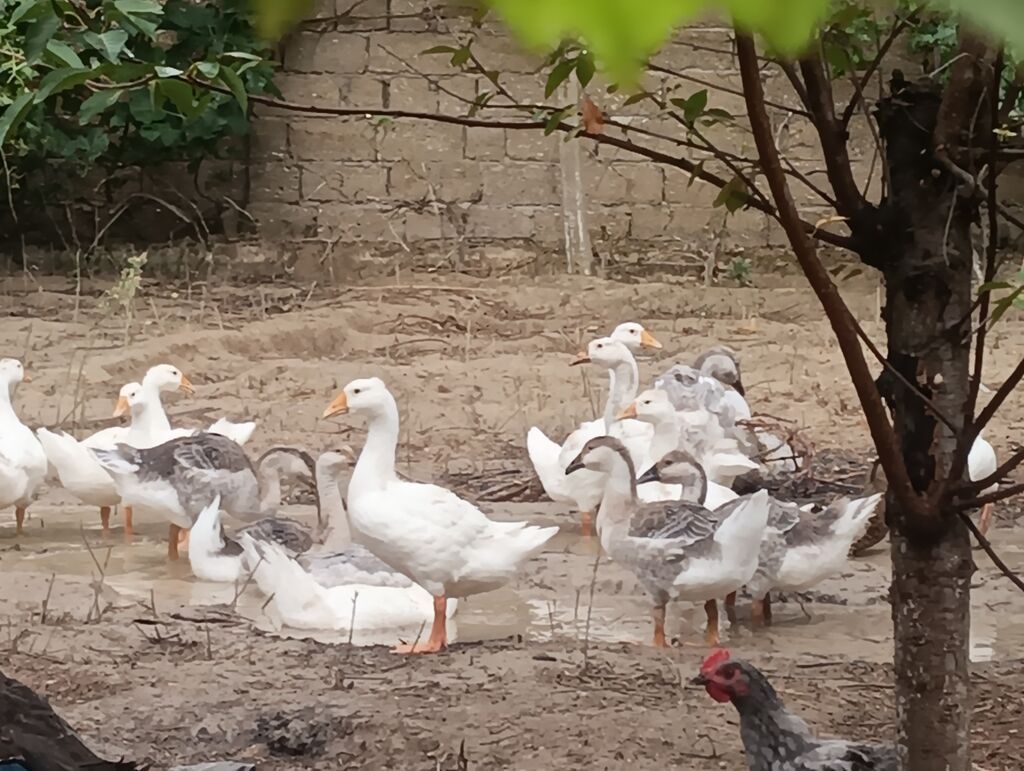 Erkək, Linda, Damazlıq, Ödənişli çatdırılma — Heyvanlar, Digah (2)