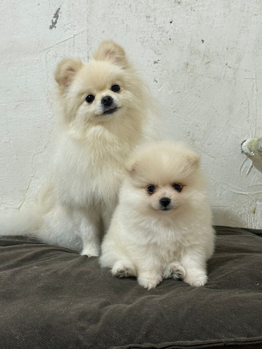 Pomeranian şpits — Heyvanlar, Bakı (3)