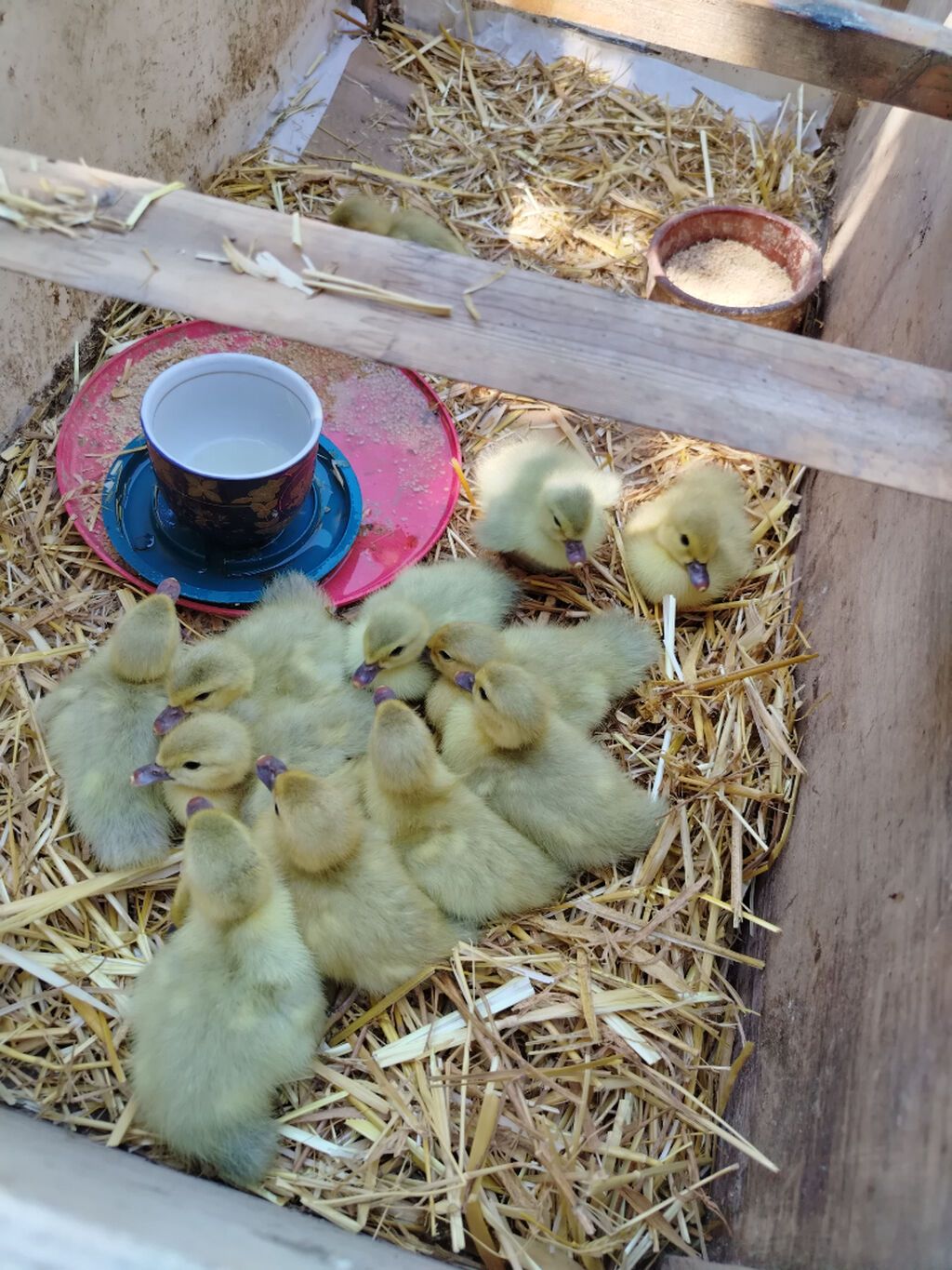 Təmiz cins Lavanda ördəylərim ayına görə qiymət dəyişir 9 manatdan 25 — Quşlar, Sumqayıt (7)