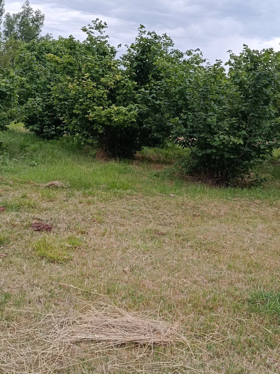 Həyət evi, Xaçmaz r — Ev, villa, Xaçmaz (10)