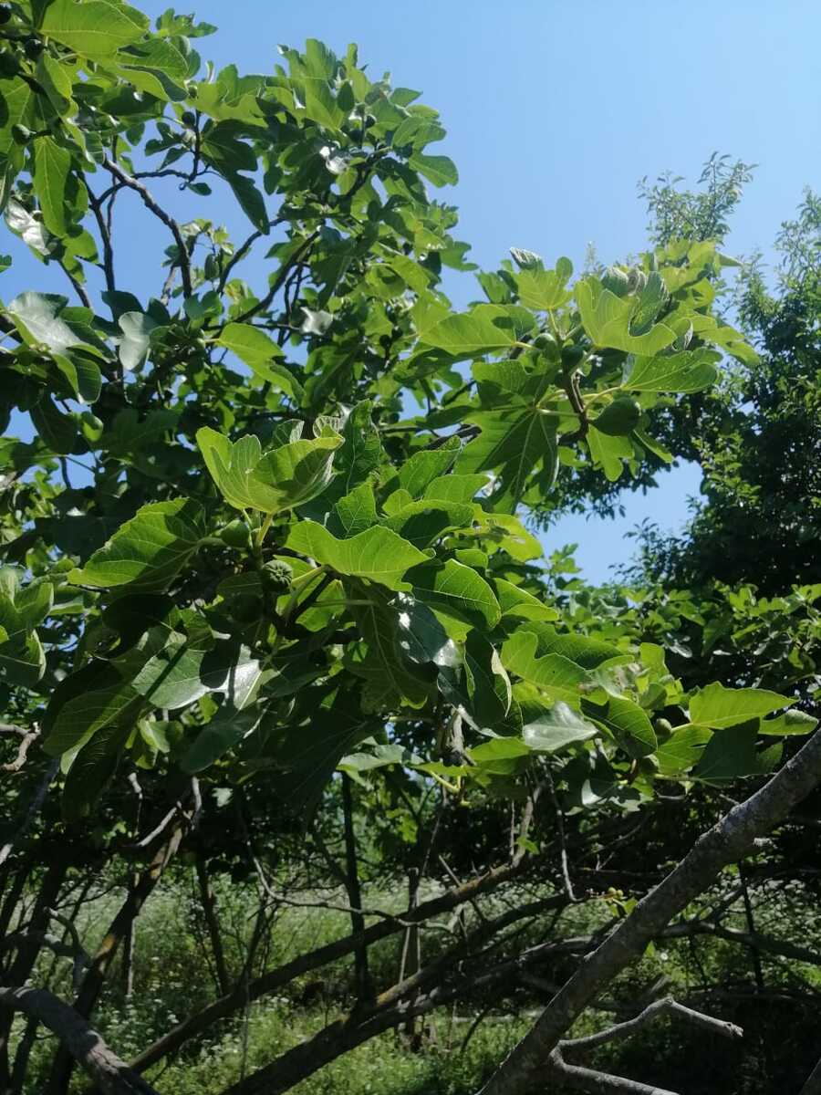Satılır torpaq 12 sot — Torpaq, Xaçmaz (9)