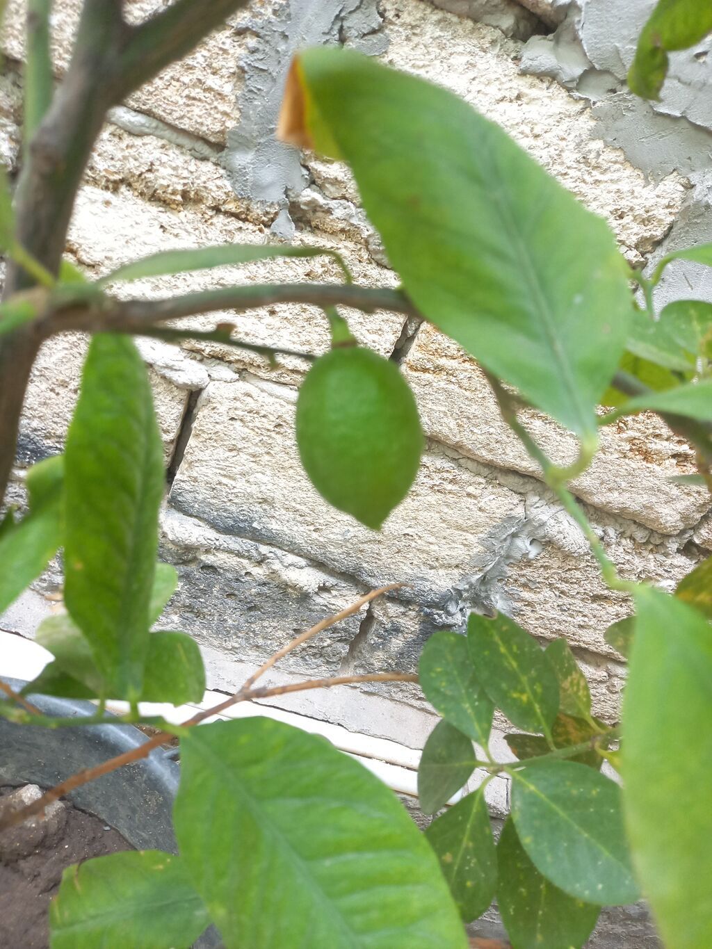 Limon agaci 2 eded. Birinin ustunde 1 eded limon var sekilde — Bitkilər, Bakı (3)