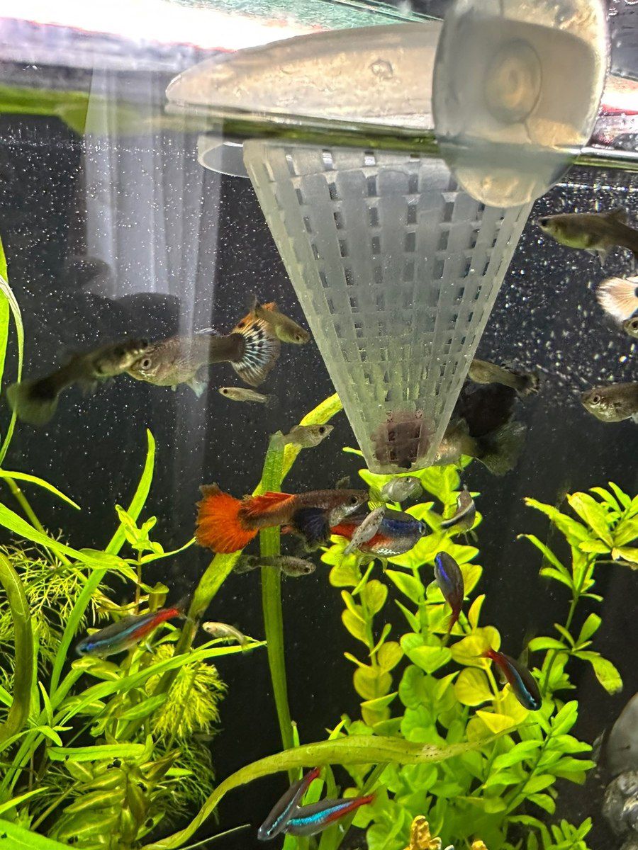 Akvarium — Akvariumlar və balıqlar, Bakı (6)