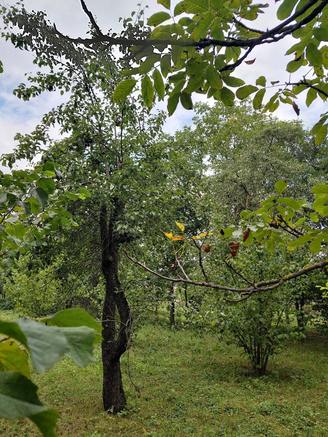 Satılır torpaq 29 sot — Torpaq, Quba (8)