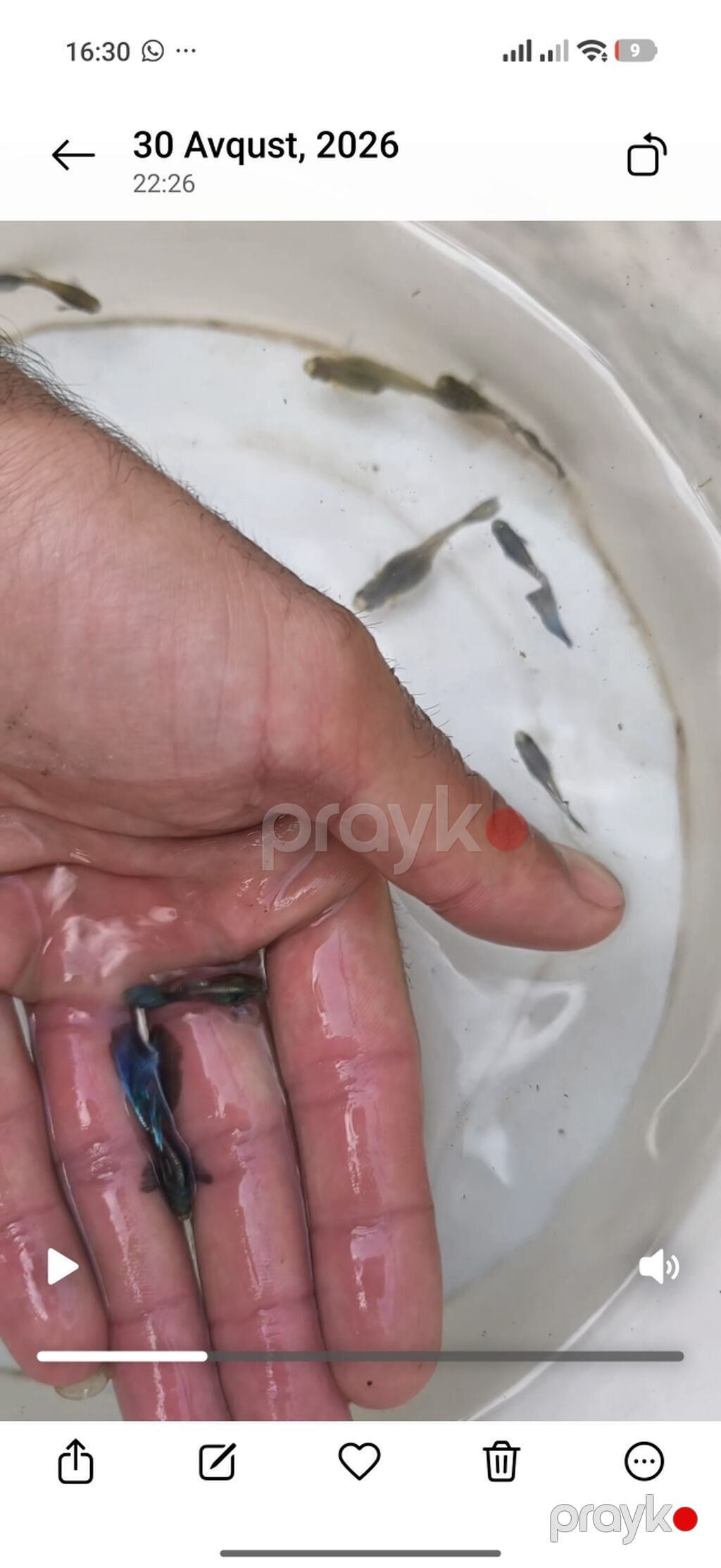 Quppi, Sülhsevər, Ünvandan götürmə — Akvariumlar və balıqlar, Bakı (2)