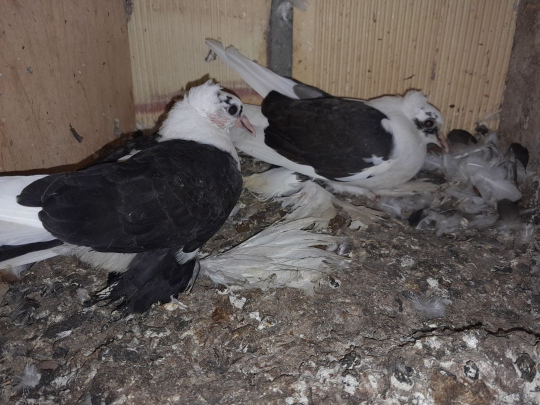 Göyərçinlər — Quşlar, Bərdə (5)