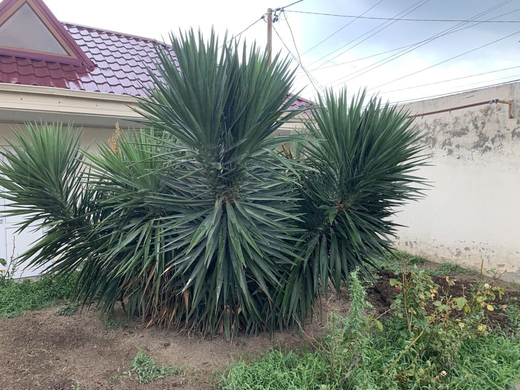 Dekorativ Yucca kolları – iri ölçülü, çoxgövdəli, sərt uclu tünd-yaşıl — Bitkilər, Bakı (2)