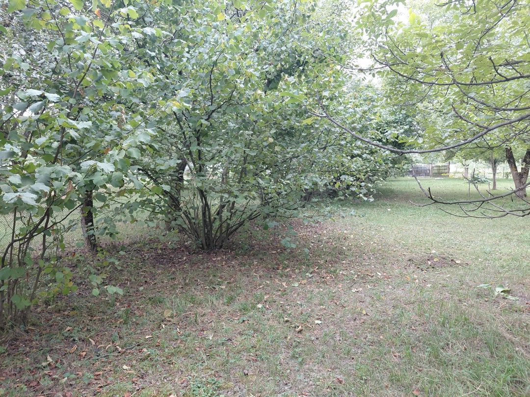 Satılır torpaq 29 sot — Torpaq, Quba (10)