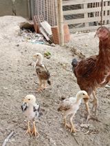Toyuq cücələri, Ətlik — Chickens and roosters