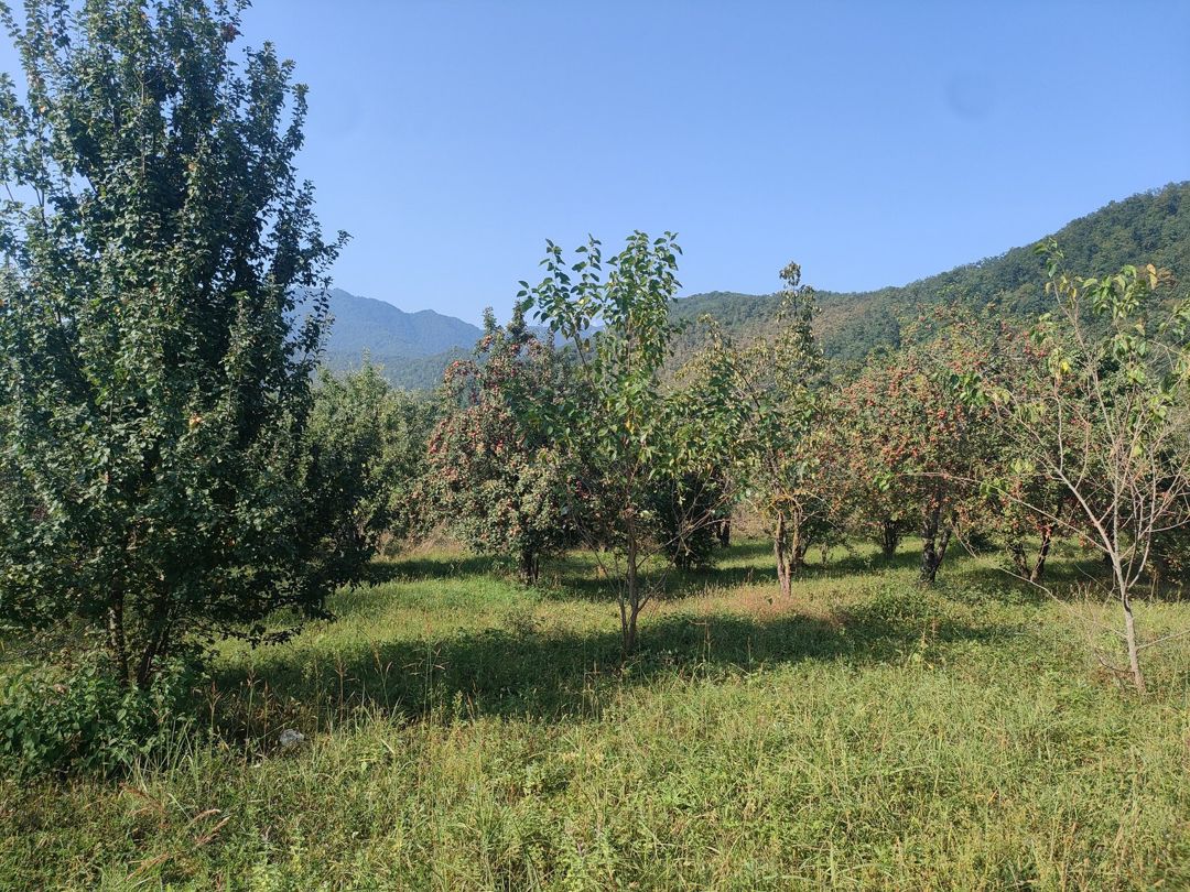 36 sot torpaq sahəsi, Qəbələ r — Torpaq, Qəbələ (2)