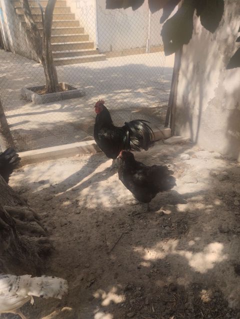Toyuq, Australorp, Damazlıq, Ünvandan götürmə — Bakı