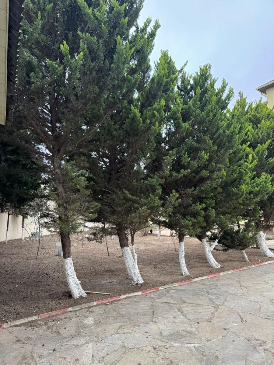 İcarəyə verilir 5 otaqlı həyət evi/bağ evi 300 m² — Ev, villa, Bakı (4)